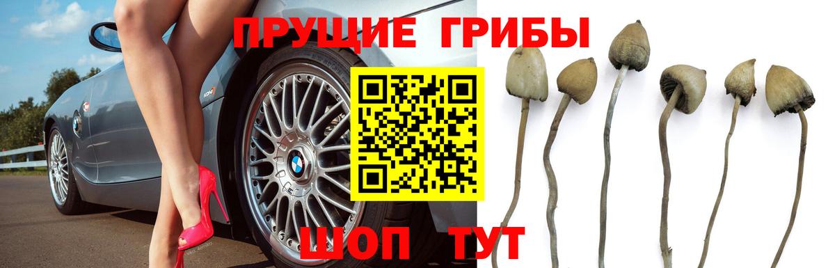 Псилоцибиновые грибы Magic Shrooms Берёзовский